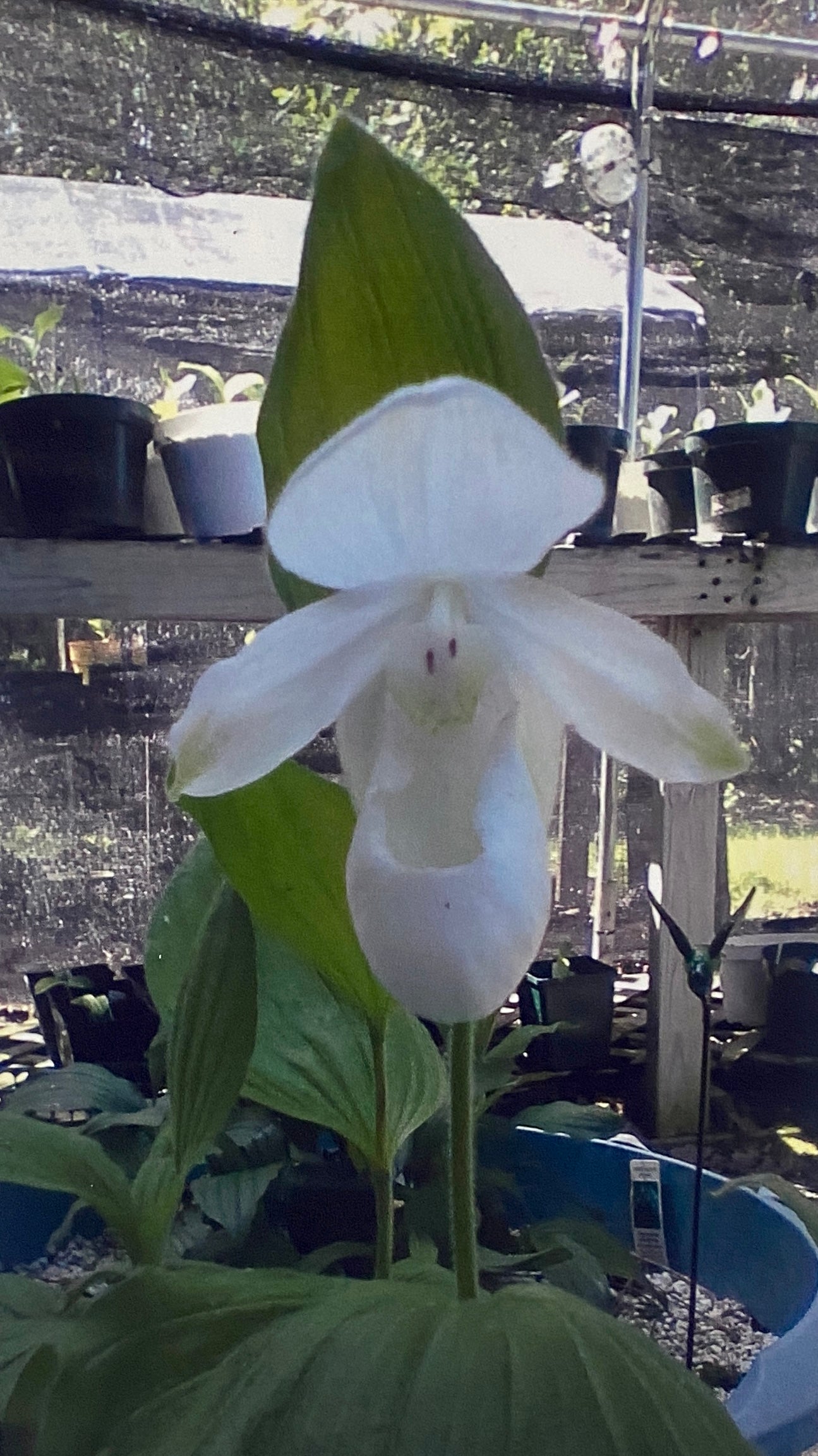 Cypripedium reginae - Painted Showy Lady's Slipper