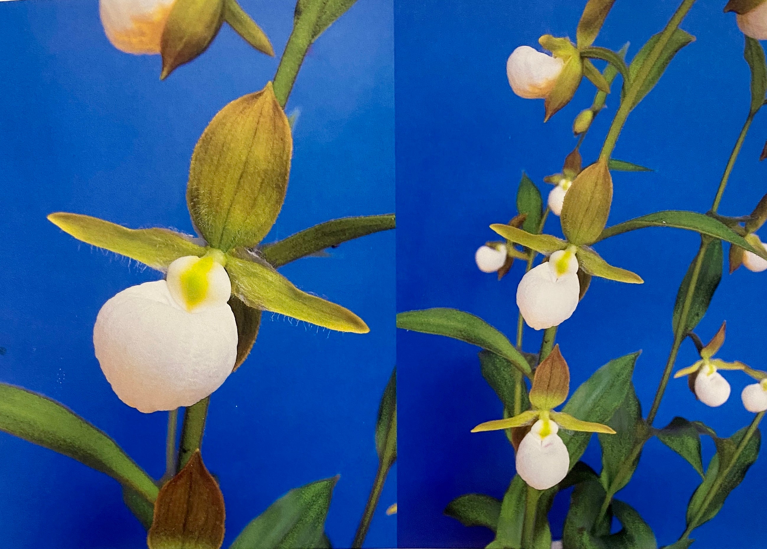 Cypripedium Californicum California s Lady s Slipper Itasca Lady s cypripedium-californicum-california-s-lady-s-slipper-itasca-lady-s