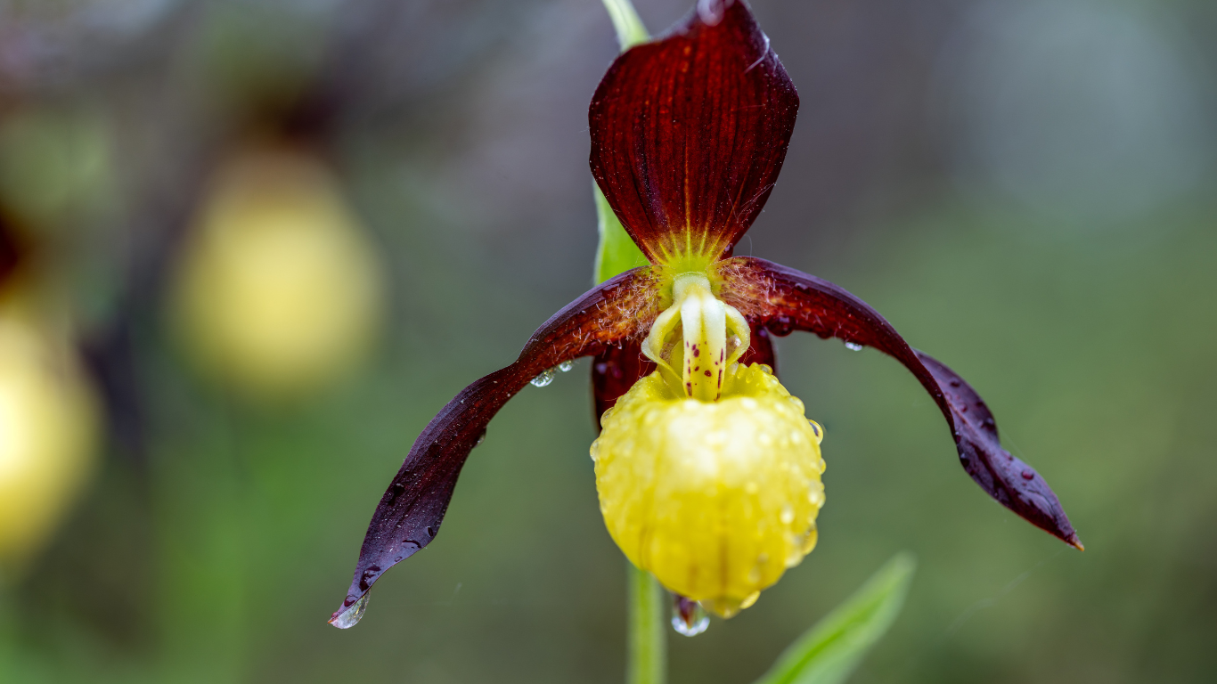 Itasca Lady s Slipper Farm Itasca Lady s Slipper Farm