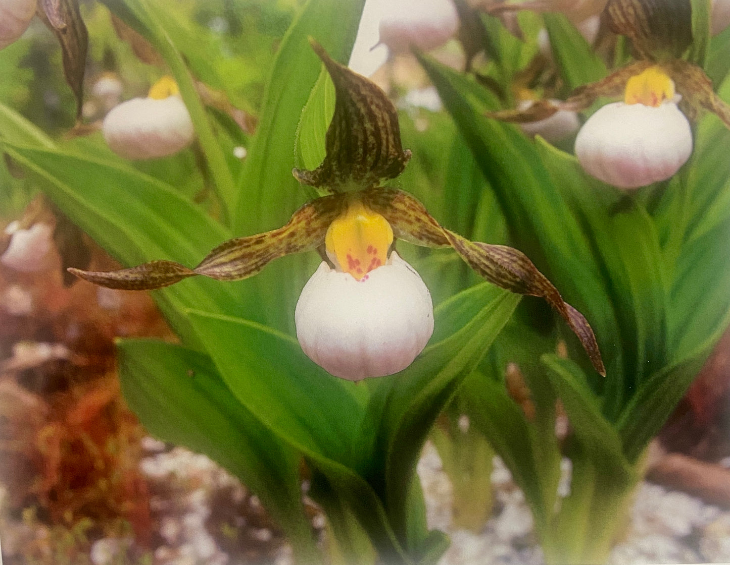 Cypripedium candidum - Small White Lady's Slipper