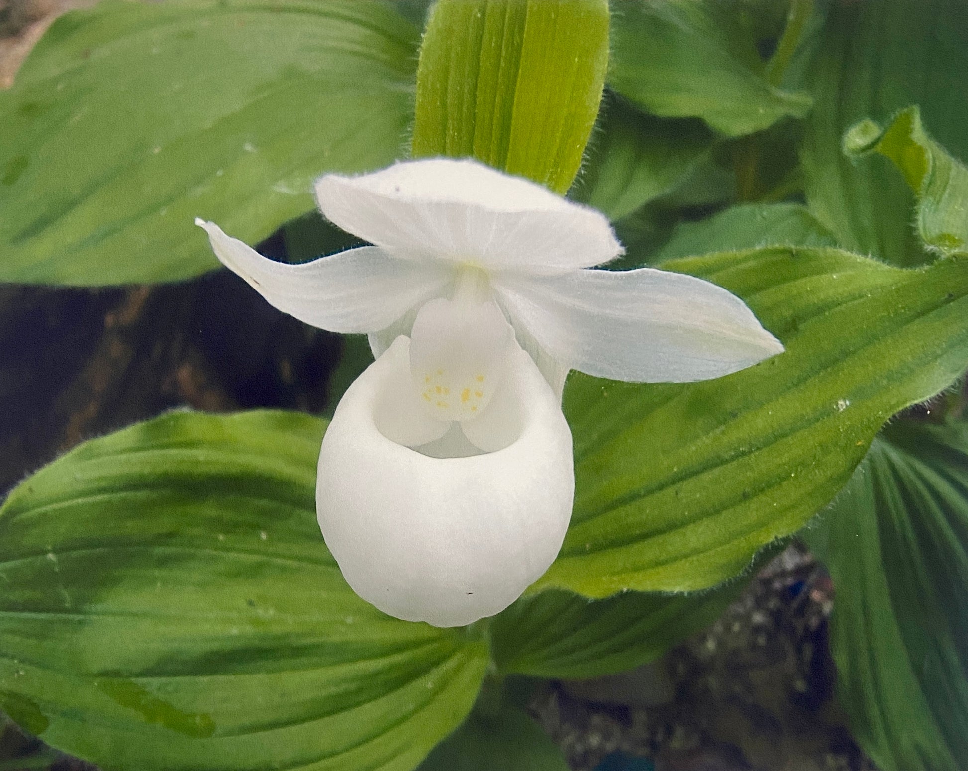 Cypripedium Albolabium - Rare White Showy Lady is for sale on our online store.
