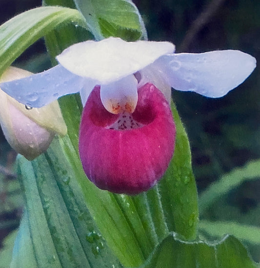 Cypripedium reginae - The Showy Lady's Slipper