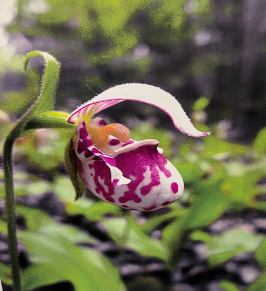 Cypripedium guttatum - Spotted Lady's Slipper