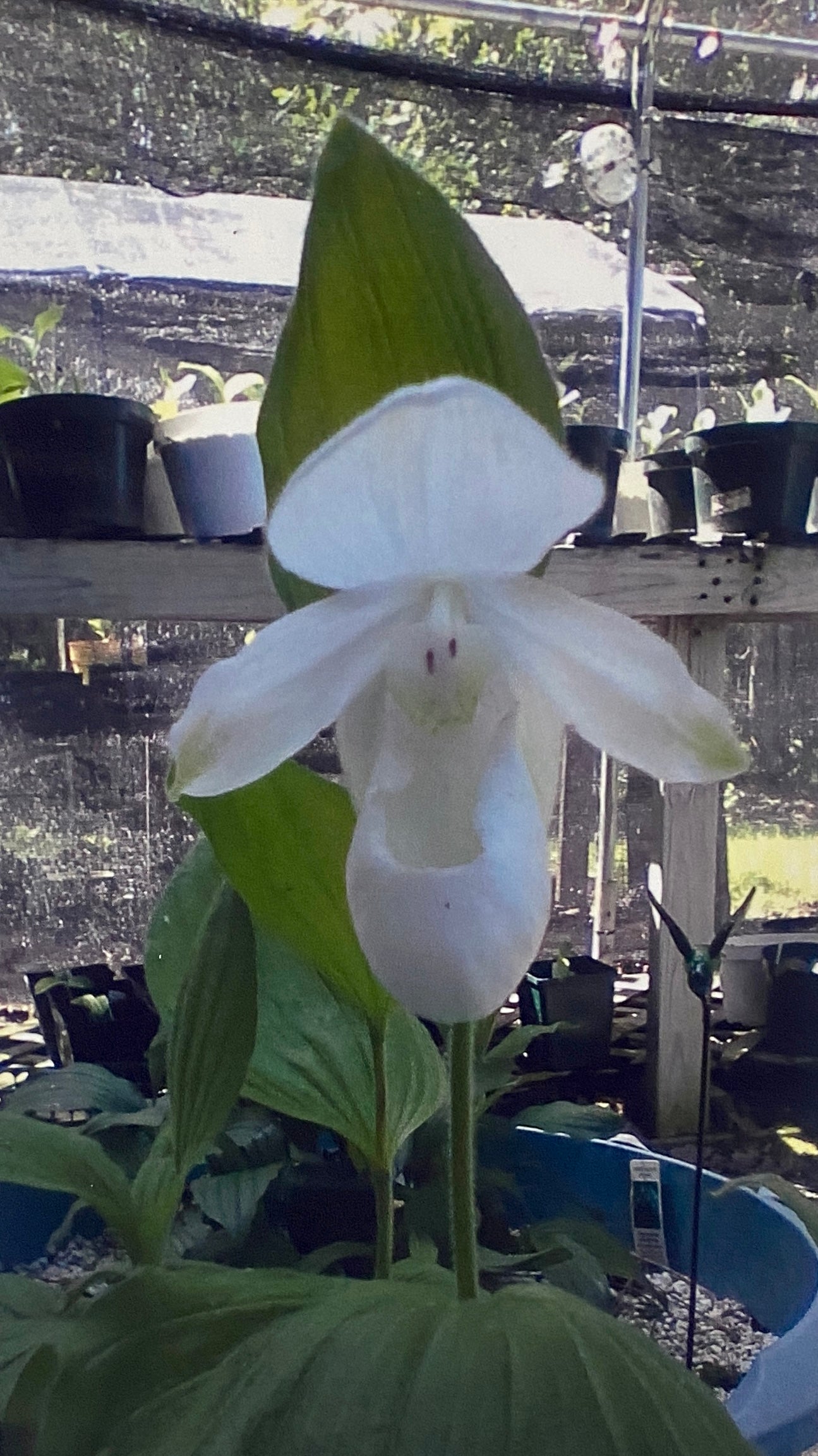 Cypripedium reginae - Painted Showy Lady's Slipper