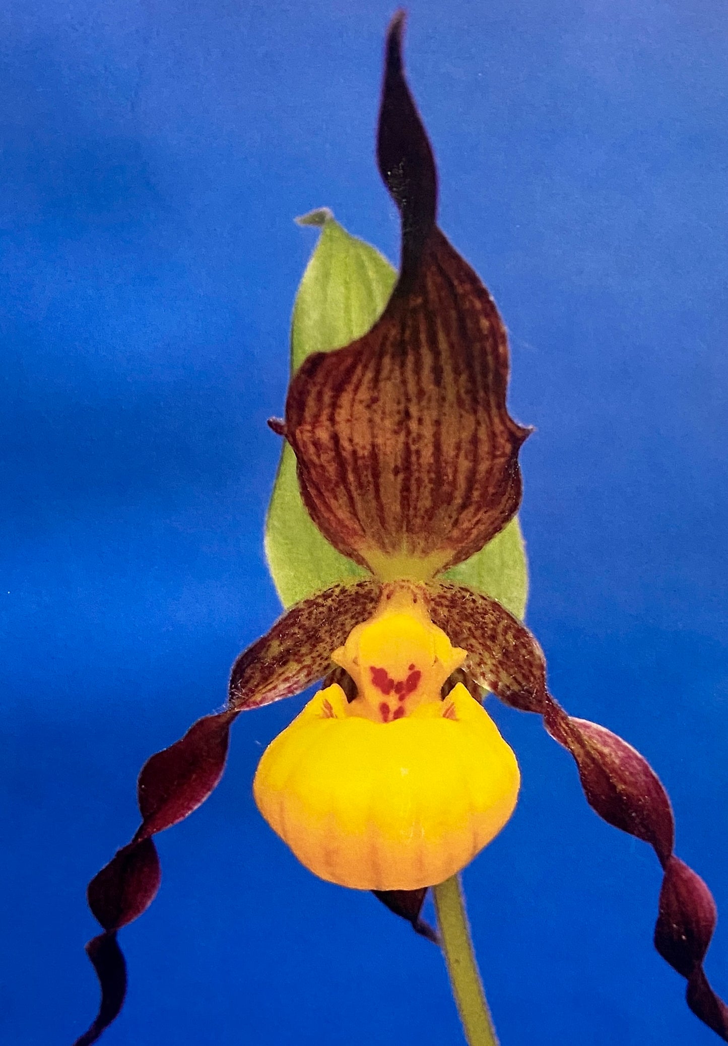 Cypripedium makasin - Small-Flowered Yellow Lady's Slipper