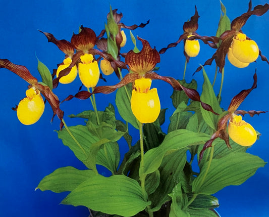 Cypripedium pubescens - Large-Flowered Yellow Lady's Slipper