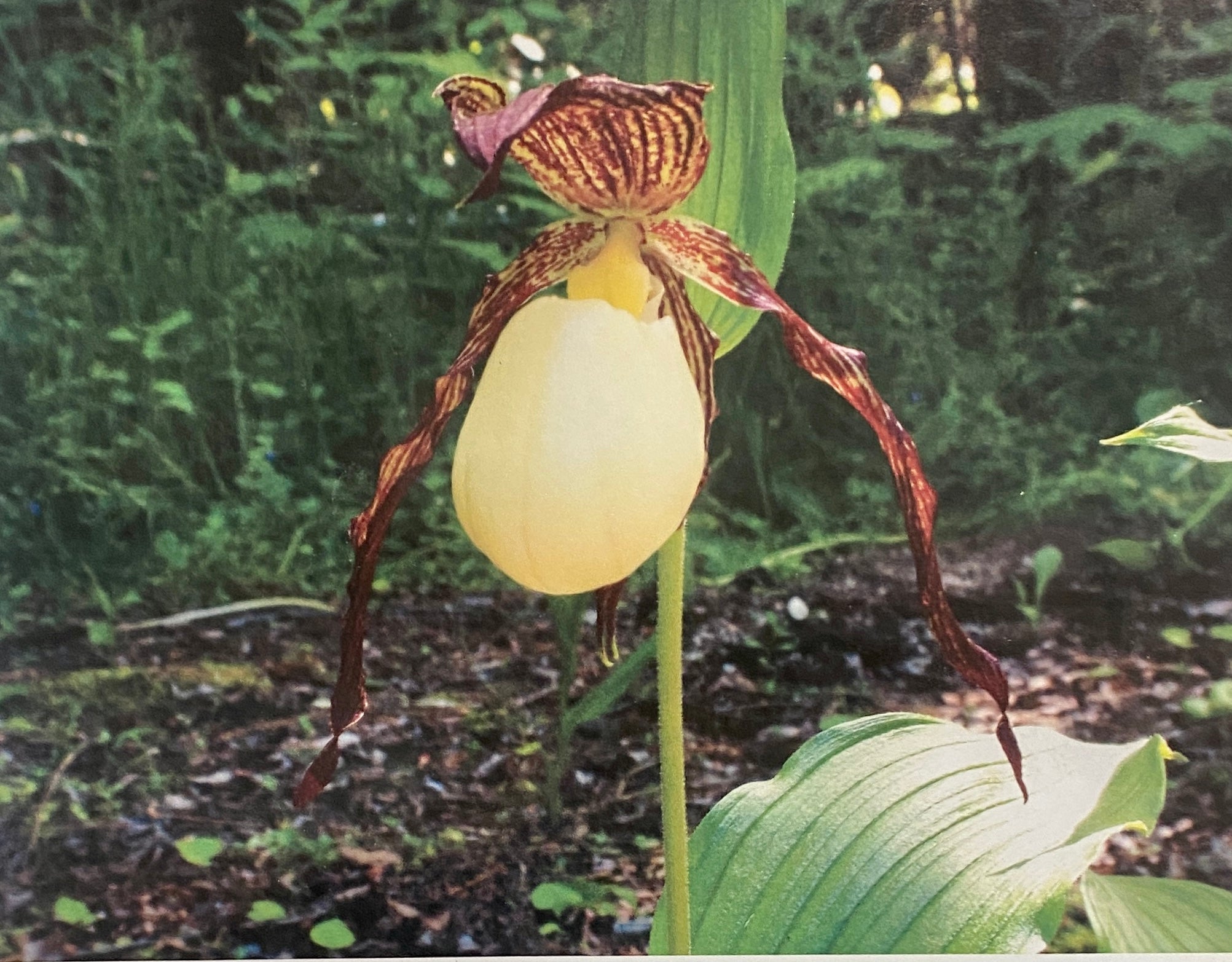 Cypripedium kentuckiense Kentucky s Lady s Slipper Orchid